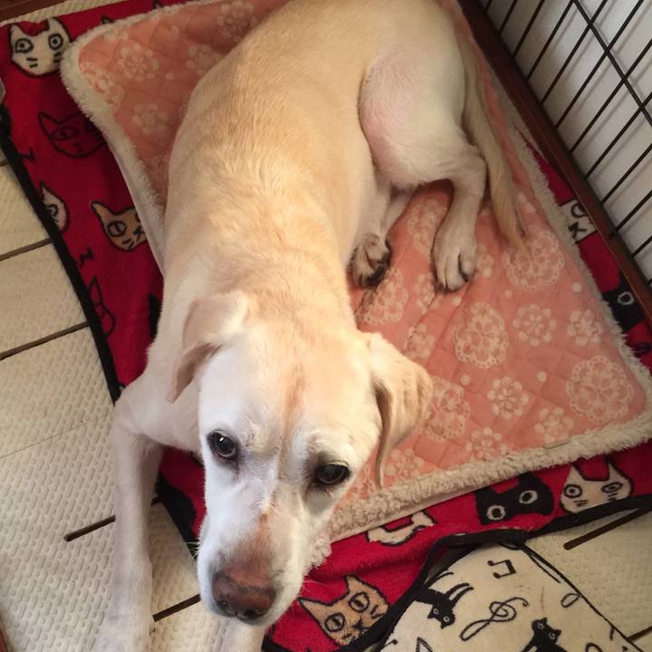 C6832b26 ae2e 4a36 a7e5 44bce5fa66c1 1509969059246