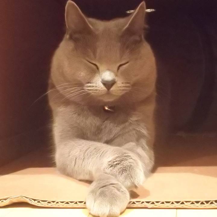 C684a52e cd69 45c8 8e88 3f8f26a73458 1542013099169