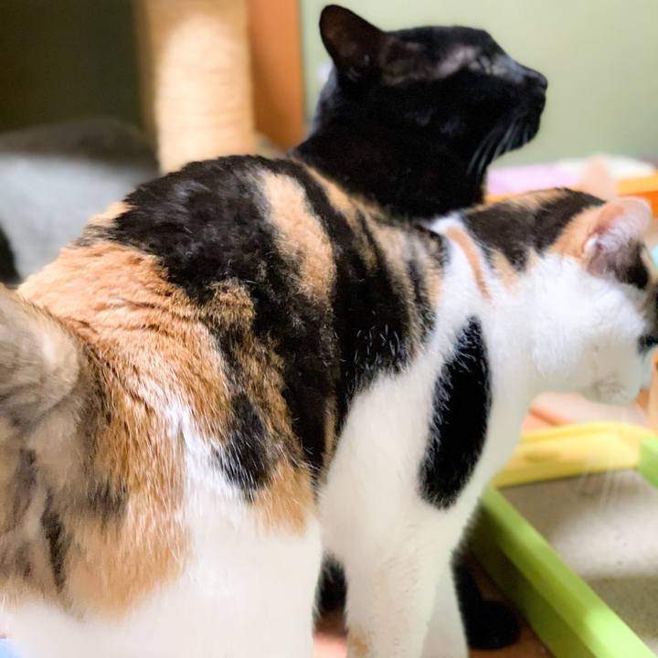 C688c406 1bd3 40f7 b2fe 150aa6c328bb 1582505284543