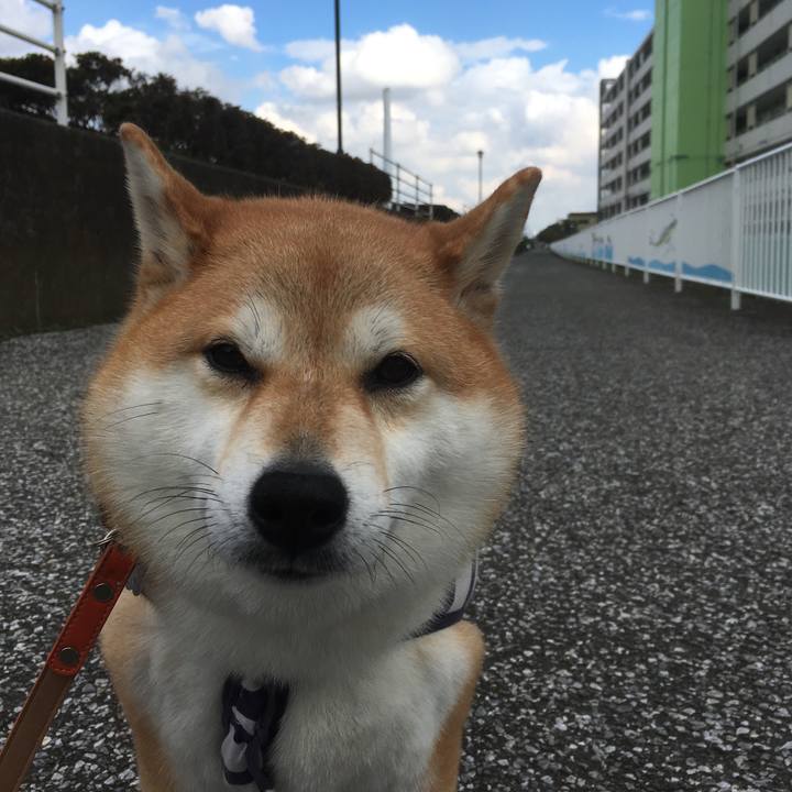 C68b2977 a41b 4dfb 9aa1 35441dabfc61 1541395510542