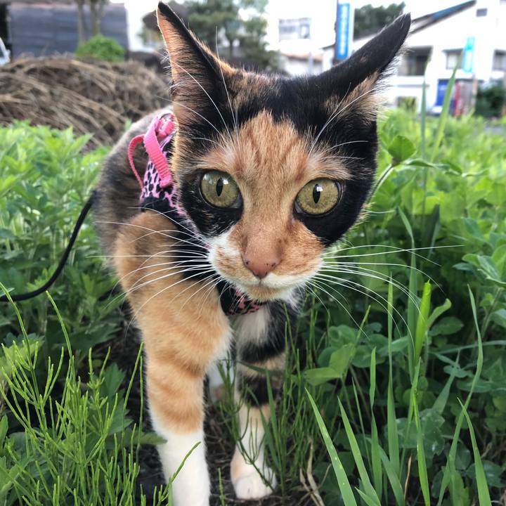 C68c0dc7 6ea0 49b8 9e1f 5c84779aaeb6 1530352464881