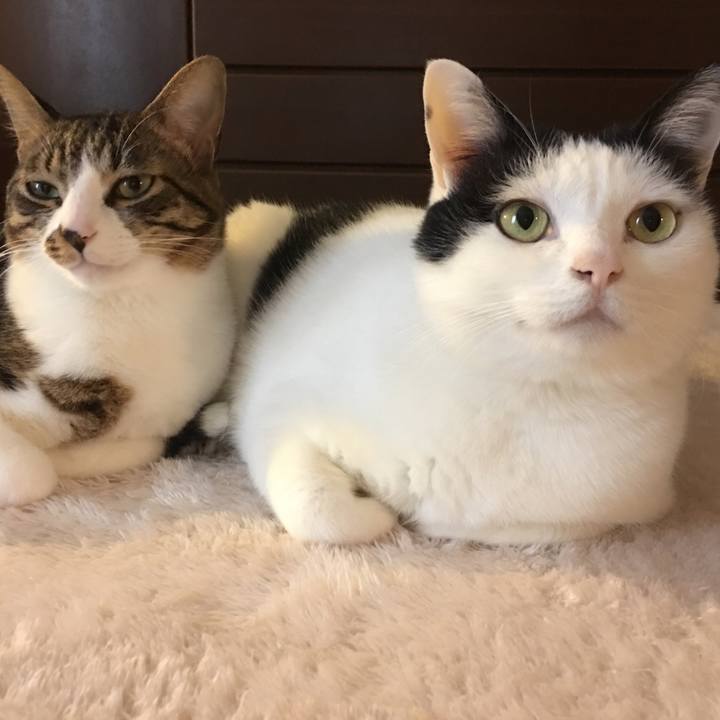 C68fa511 88fe 4461 a7b8 c661496db9ec 1547453775639