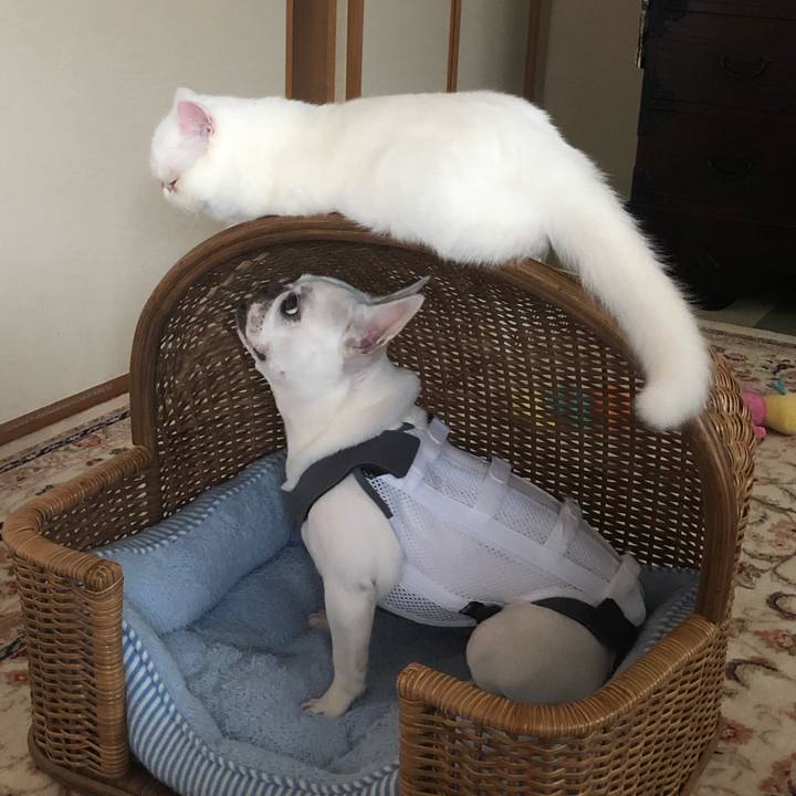 C690de64 1ac5 4983 a51f 77bb4b39db1b 1563071423283