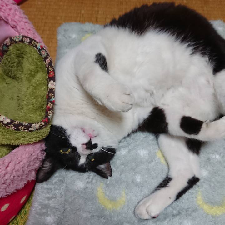 C69437a4 fdc3 449e bb5d 47210ea7620e 1543887911870