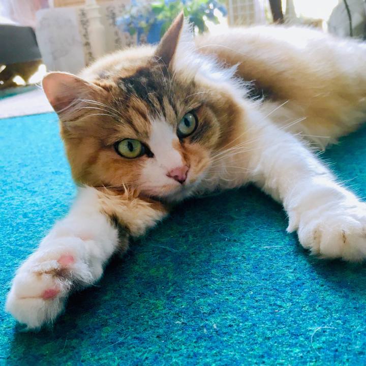 C695601b a5f8 4a5b b2bc 7e796a8f609b 1564129182057