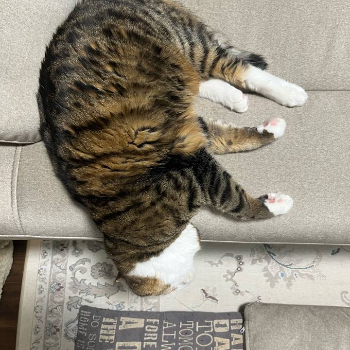 C69a5106 3d45 4b76 8584 00180da710b0 1740528020693