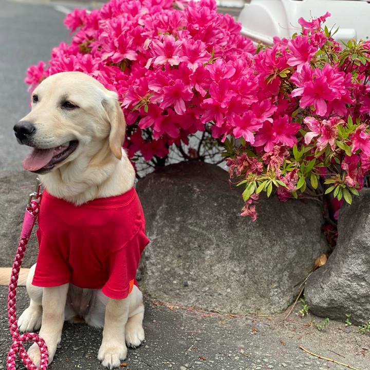 C69dc4bc f21f 4cc1 b1ab 8fcd767a7fda 1619129067630