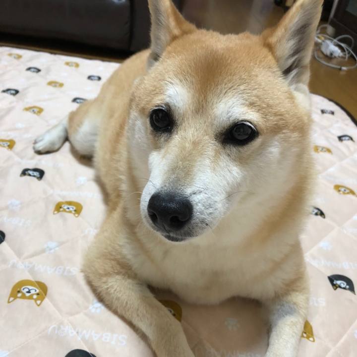 C69f37e5 5633 406c 9d6d dff1bd1839c1 1558670146619