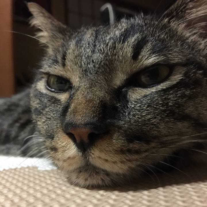 C6a2b6b9 54ae 418a 83a7 47874d6331ce 1533669128733