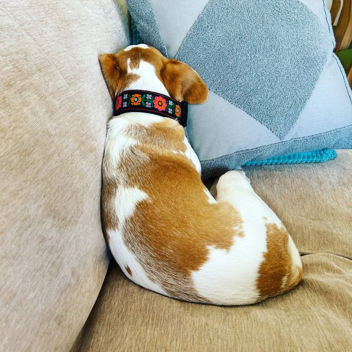 C6a2e76a 94d8 43ca b194 64f7cef2ca9e 1695015034694