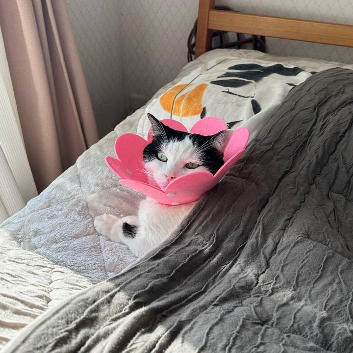 C6a39223 23c7 4fd3 8637 ca409a08b8e2 1764630266400