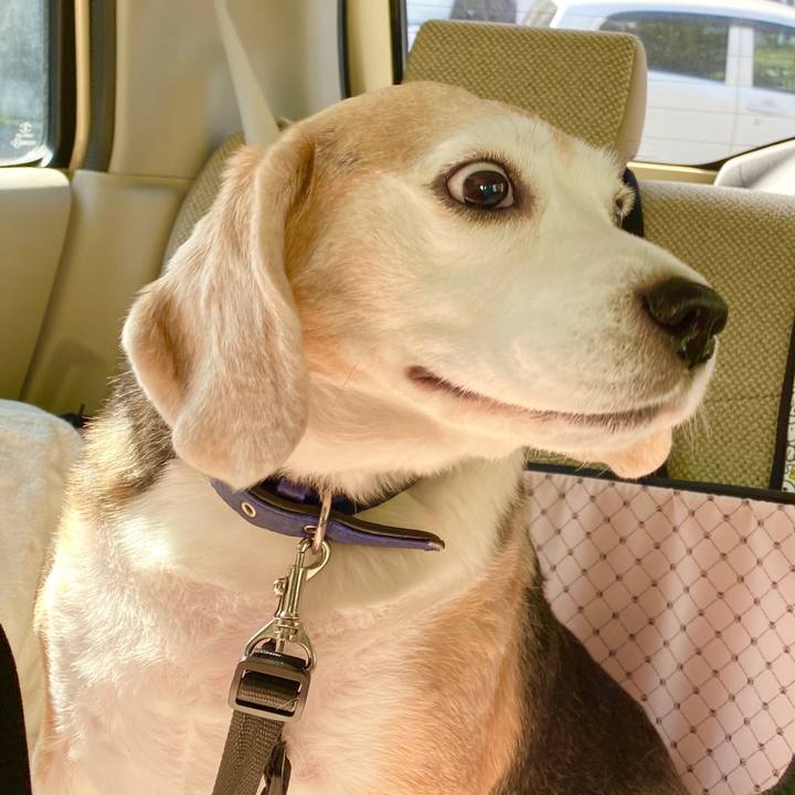 C6a86946 0e06 4dba 84d6 174b14eadc39 1584071617922