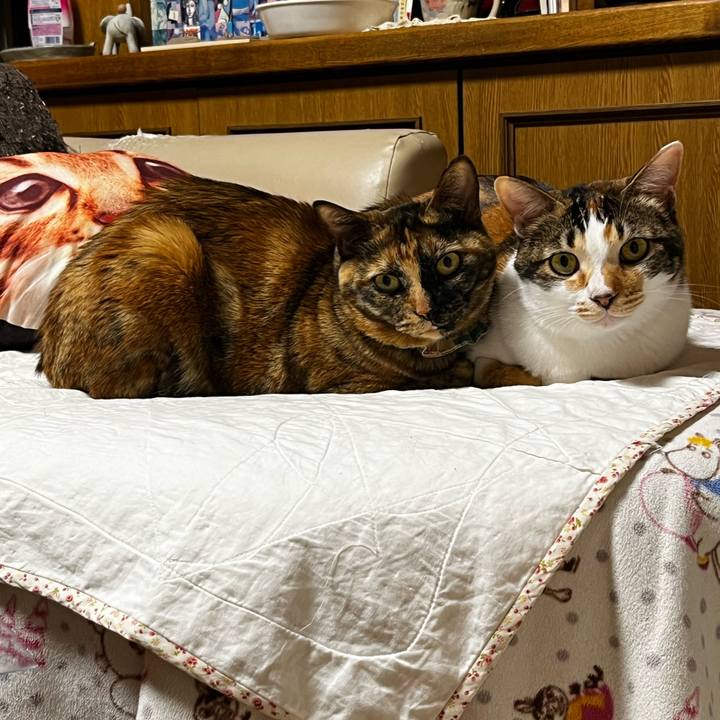 C6ac7444 4b42 46d0 b765 99c42e4c8980 1711793885864