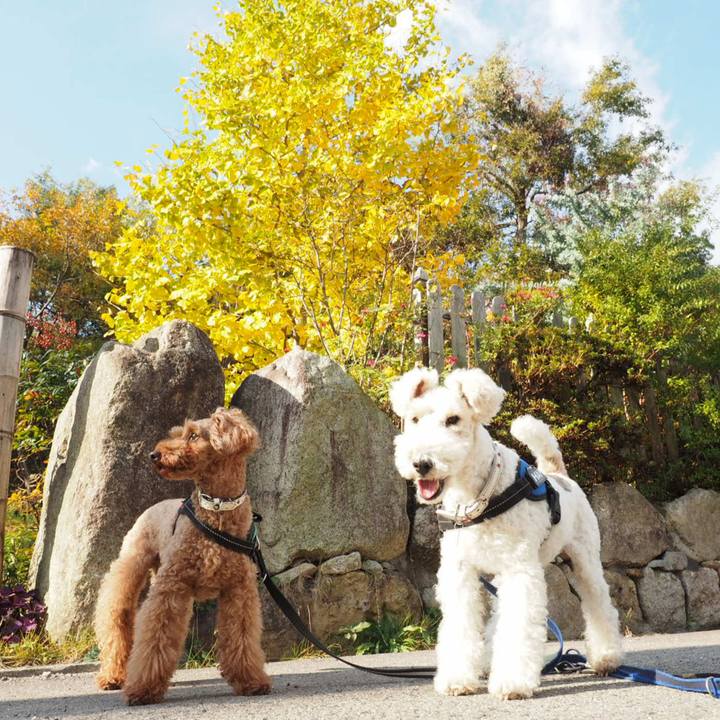 C6addfbf e1e9 4002 a375 7a77d7dc14aa 1542418974646