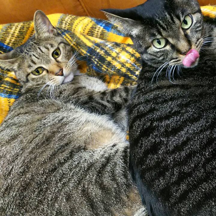 C6ae1409 2c6b 4cdb ad05 f4f9ad867b38 1554985624534