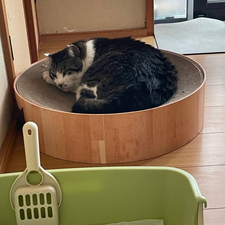 C6b57bf2 84de 49f2 9fd9 b36b67dafd51 1716875914479