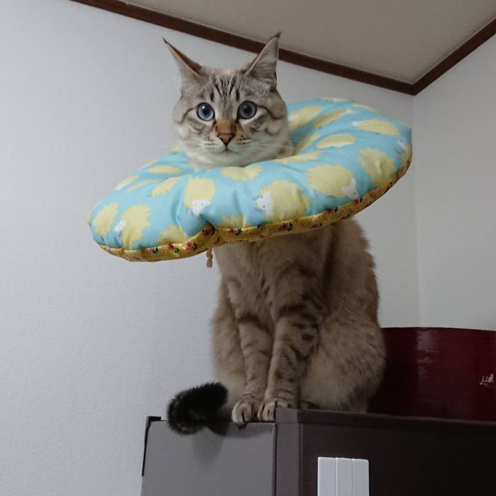 C6b60f0d c1d3 4e79 b326 ef5f66638666 1516141753478