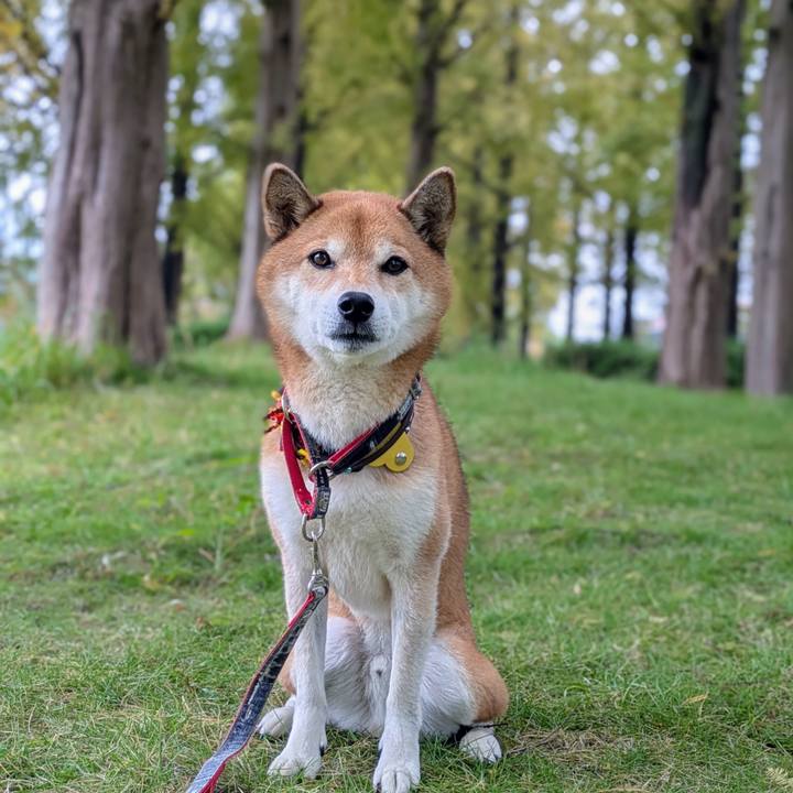 C6b6c89d 7ddb 4f1f 9f85 262b57a67d3c 1731289158491