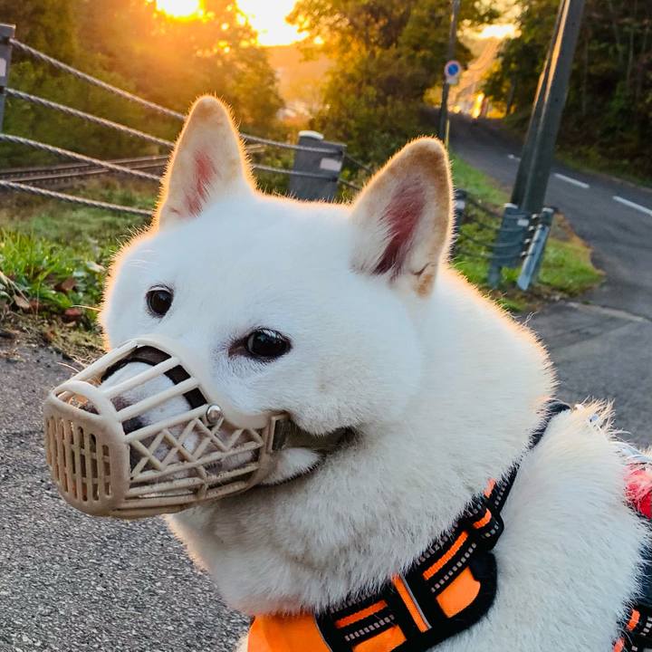 C6bcb6af 3c3d 409d b059 70a0240b8f35 1635113183372