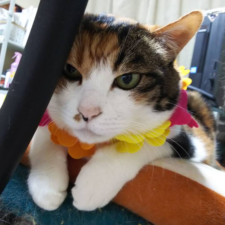 C6bf2f44 199d 4a32 b39c ee0ba0f0701f 1564228428278