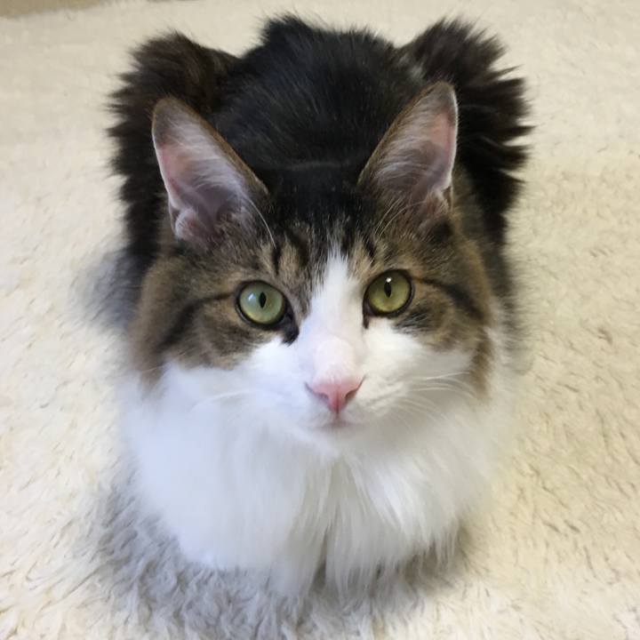 C6bff609 d678 473d 87b9 77bd0336450f 1538607676251