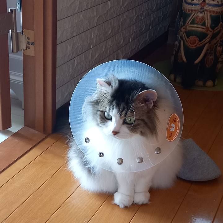 C6c0f589 fced 43dd a329 daae1e957e5a 1654782790204