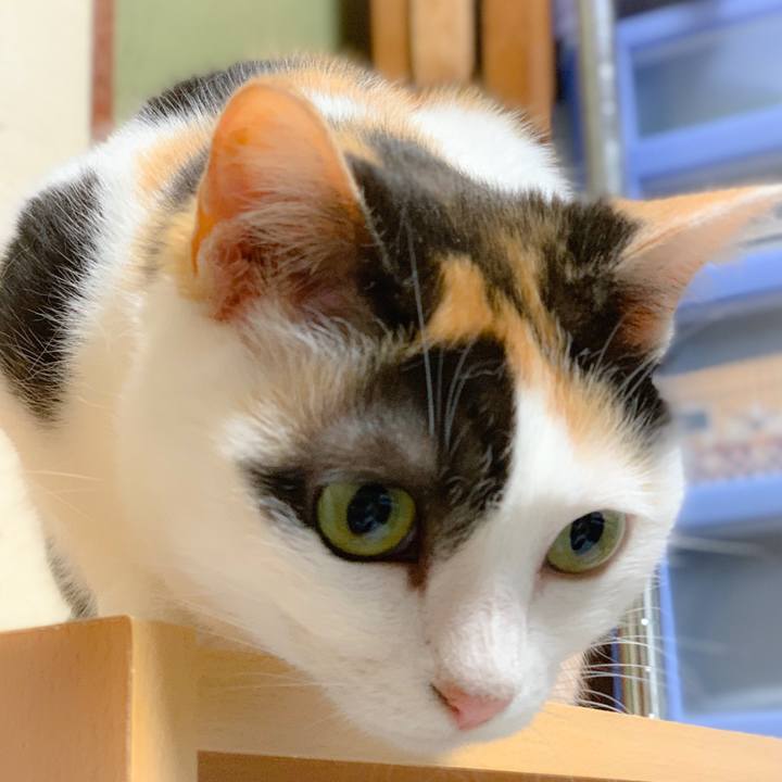 C6c4f895 d3ab 45a8 9077 a933c4988a4d 1559957827573