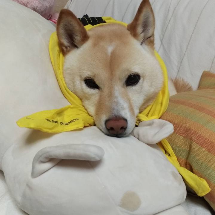 C6c500d0 6d78 4d62 bac3 af6f290f4dd0 1560566166081