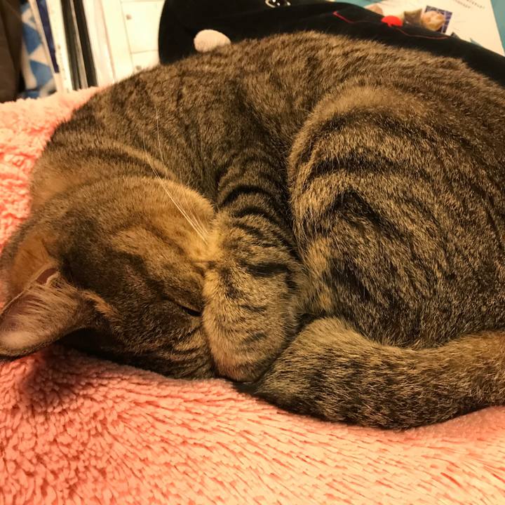 C6cc4b11 4b2e 412b b28c 60bc58deb156 1544549148230