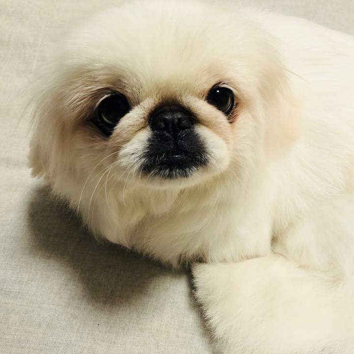 C6ce6862 d34b 42af b00c a15c4d4339fb 1548764595903