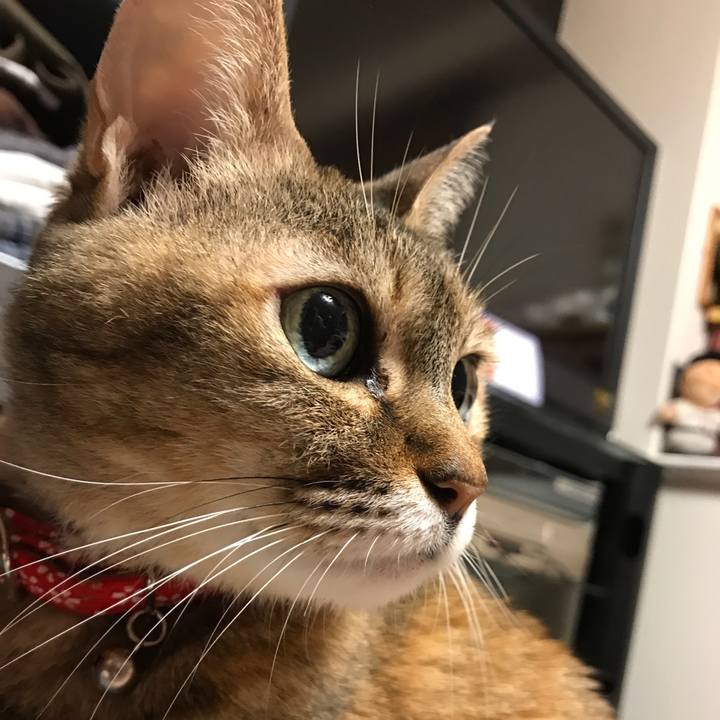 C6d20630 c615 499a aabb f3a202dce6f9 1512147337792