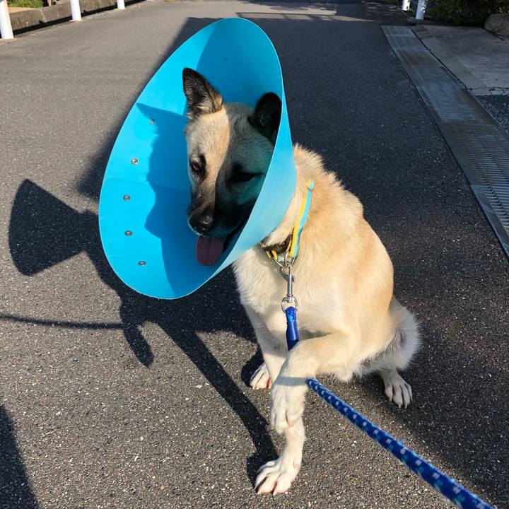 C6d225ba fbd1 4a36 9ccb c09b2e9acdcf 1533126810739