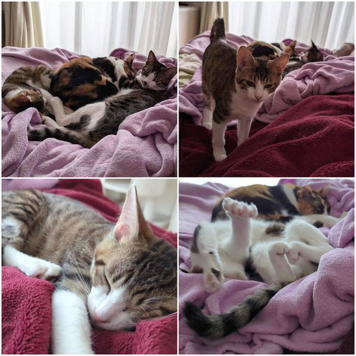 C6d55b50 6d6a 4af7 b740 8a6421e9c150 1732944152710