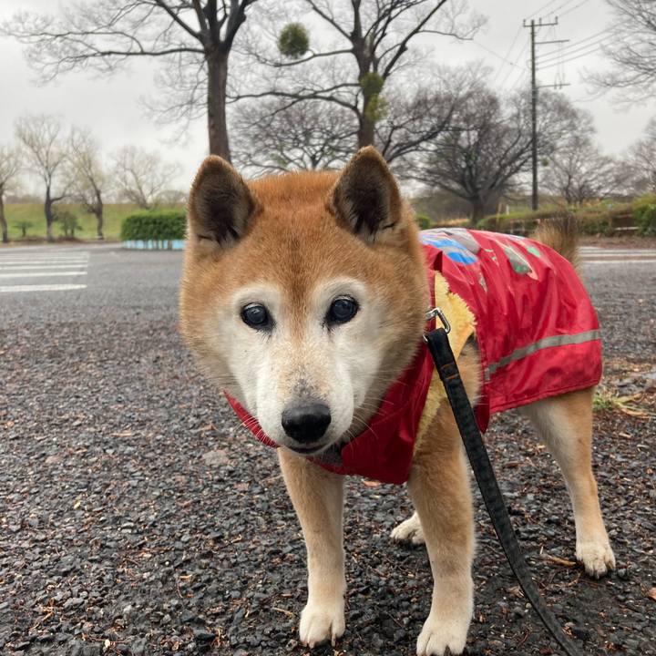 C6d5c9e0 68ed 4115 8a87 02c6ffb4a396 1771992681201