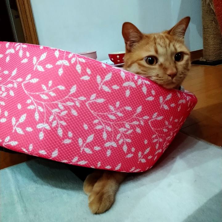 C6d9e3e8 34b5 41ba a11a f3e570ca0909 1589440055032