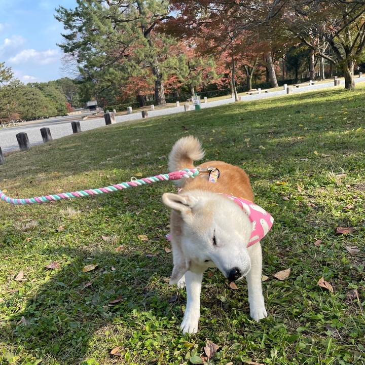 C6dad40b 1c0b 404c b725 8189d865d8cb 1637044005677