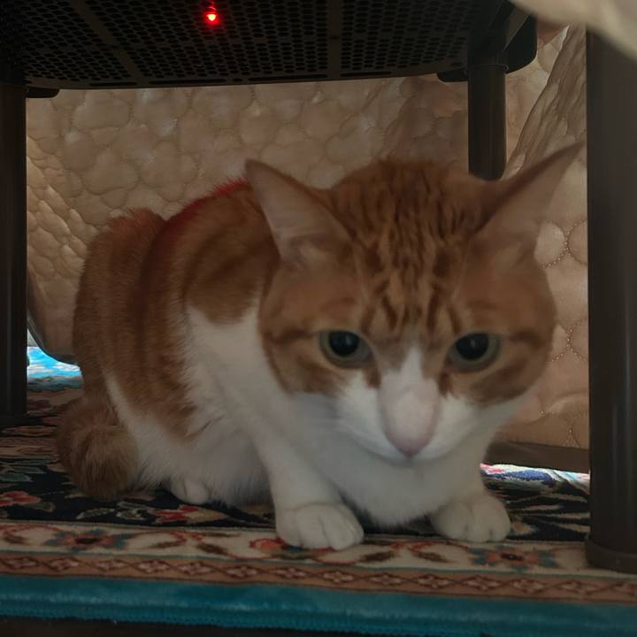 C6dcb3d9 77f0 465f 98ff 6d2b613fb5d7 1766968268692