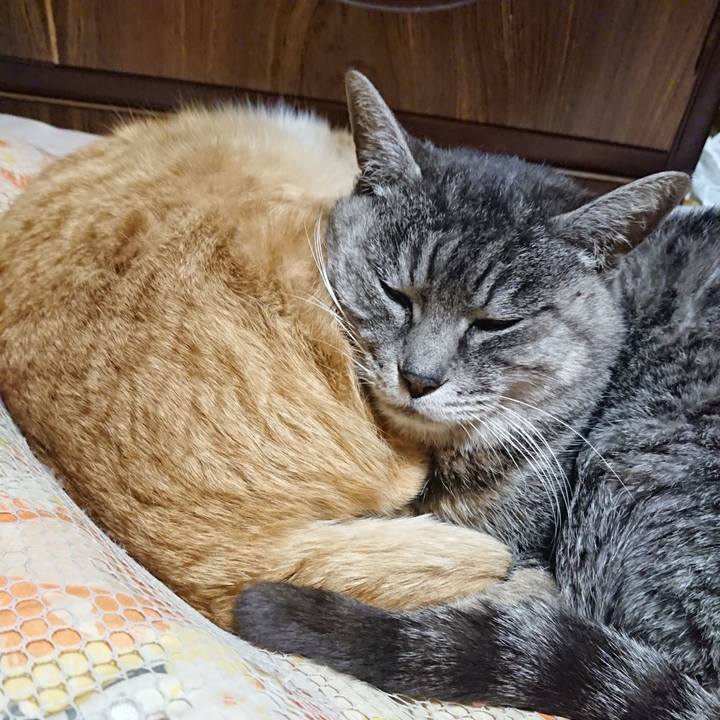 C6dd335a f827 417e a13e 93ea9da515e0 1577192383154