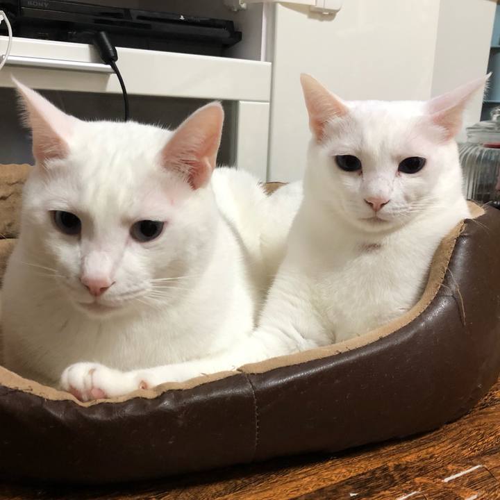 C6dd408d 75a1 413f 9d50 2e6a9b0471bd 1511103361452