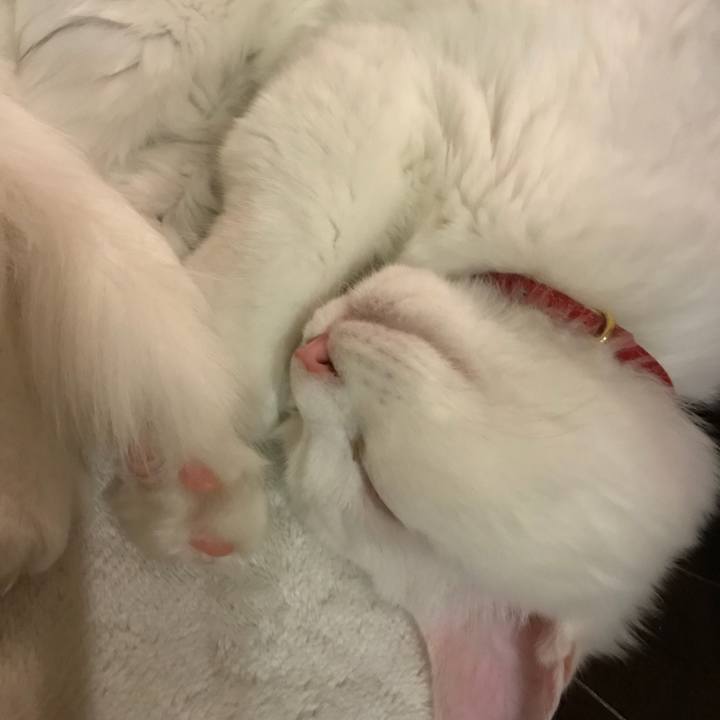 C6df8825 ed31 4019 9075 9f7e11215a02 1512041511639