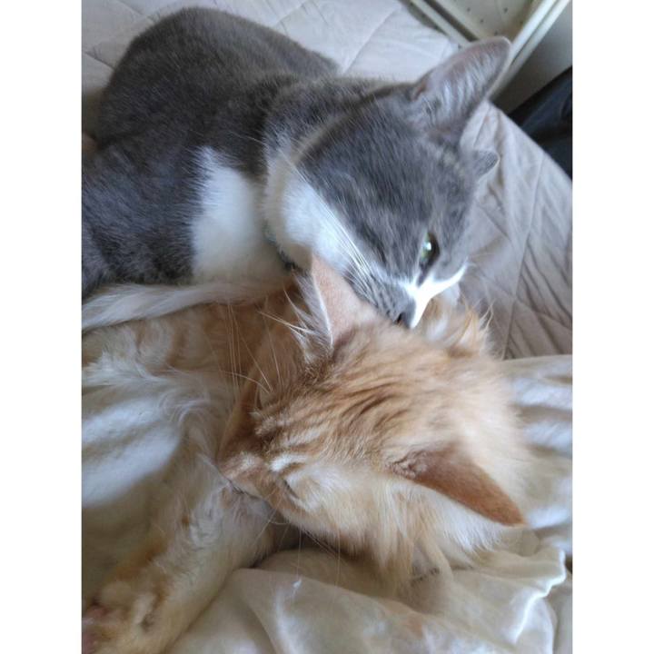 C6e339a0 f702 4fc1 8d3d dfdc1297a51b 1722515111086