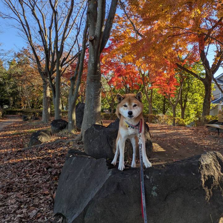 C6e494a4 ab9b 42a5 bd31 d00e823904d0 1733481007121