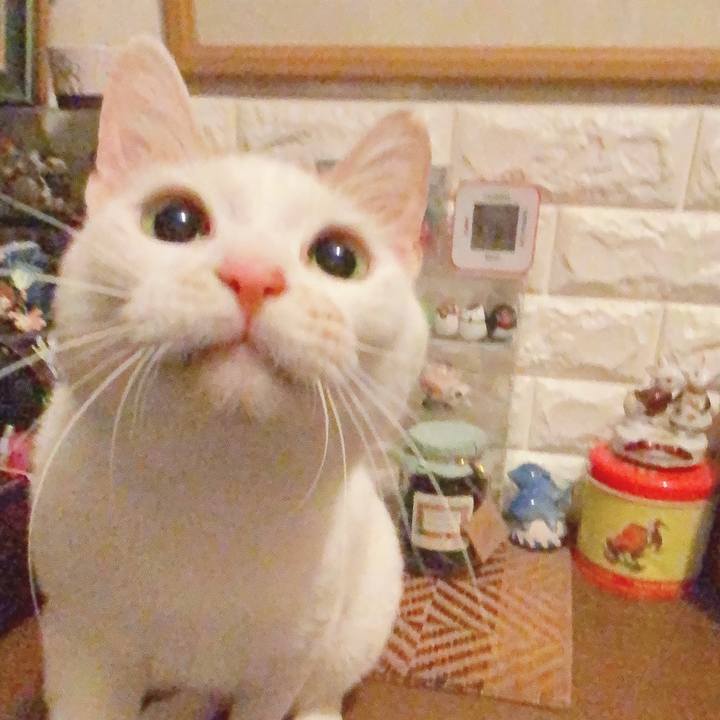 C6e4cb32 2f73 40f1 a787 9bb08016cb52 1589033330107