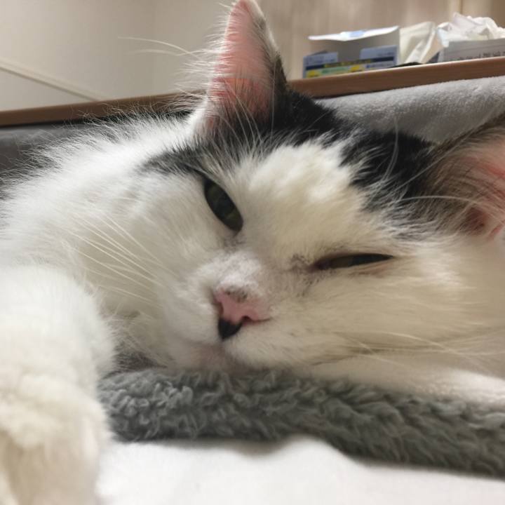 C6ec2a8a 2490 4a1f b364 2214ba122f35 1514391497956