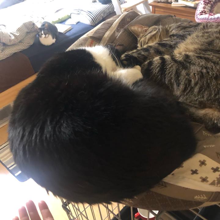 C6ed900a dc31 46e8 bab1 4da0341cd45d 1586928490284