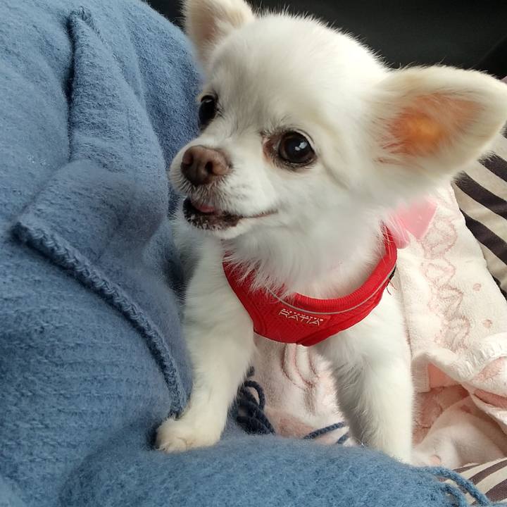 C6f088fa 1919 4738 bf59 ecb57b04a57d 1619867410797