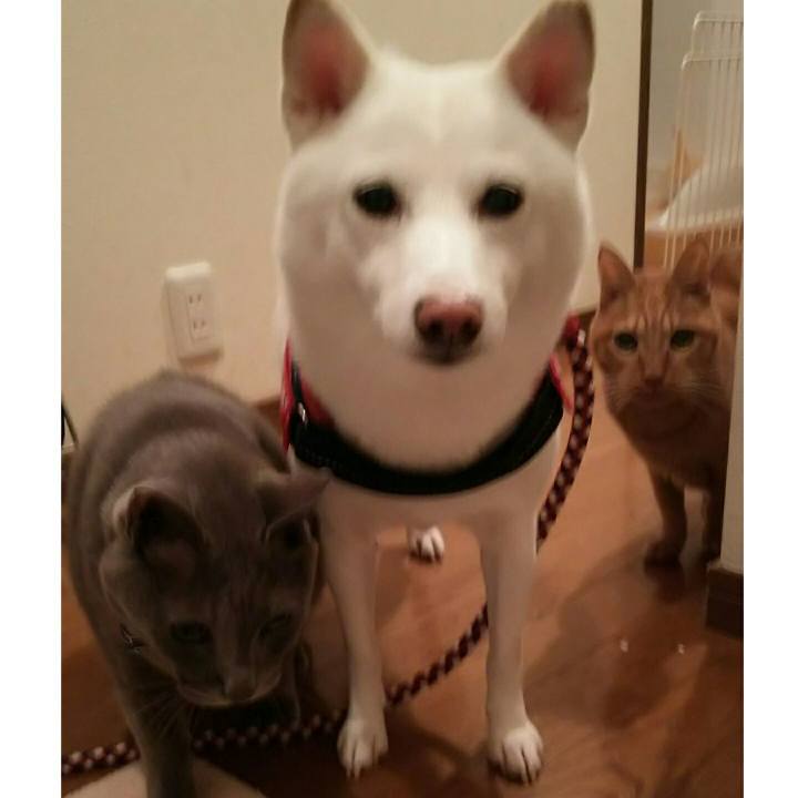 C6f0b4aa cef2 47c4 99dc 91a866f98308 1572081536878