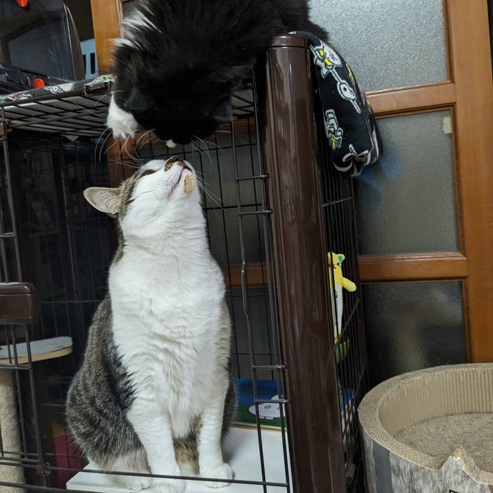 C6f0d9ad 7973 4ff2 96e2 c3224ce15d82 1716716642819