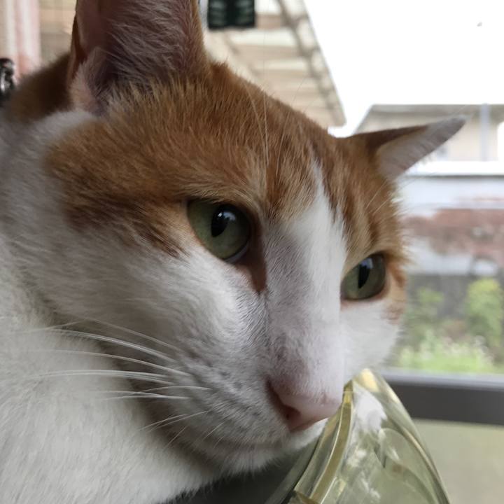 C6f52b29 3370 4261 b38a 4ed2ef47d1be 1533510791122