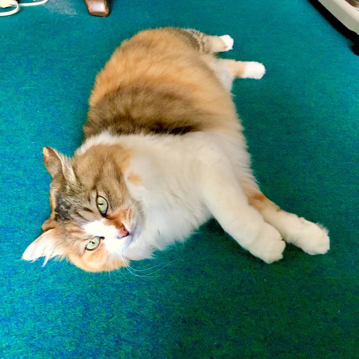 C6f6e605 f6f7 4e3b ad6b c649c89e7a5f 1561604398488